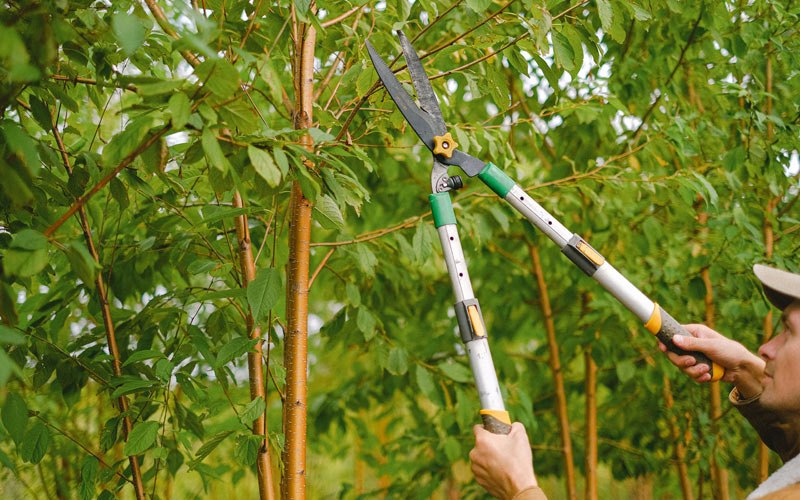 Tree trimming in Alloy, WV