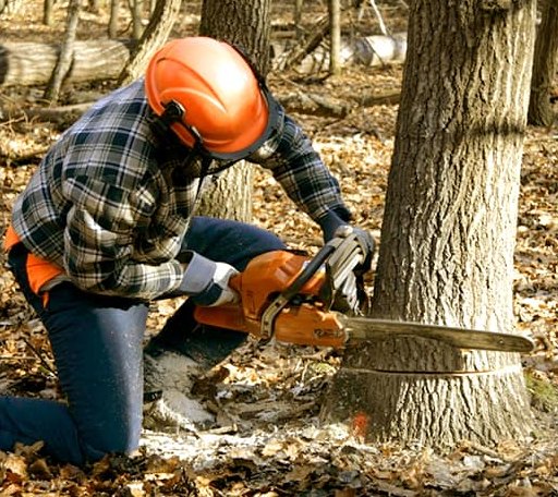 Tree Removal in Alloy, WV